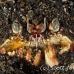 crab_kbrja1_h_0383_sul6362.jpg